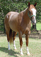 BRAZILE QUARTER HORSES