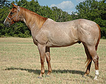 BRAZILE QUARTER HORSES