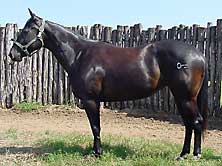 BRAZILE QUARTER HORSES