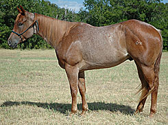 BRAZILE QUARTER HORSES