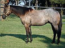 roping horses