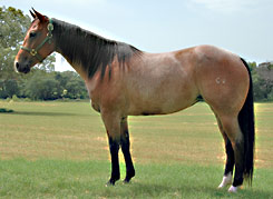 BRAZILE QUARTER HORSES