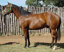 performance horses for sale