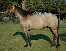 BRAZILE QUARTER HORSES