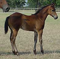 BRAZILE QUARTER HORSES