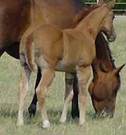 BRAZILE QUARTER HORSES