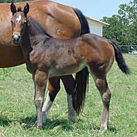 BRAZILE QUARTER HORSES