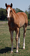 BRAZILE QUARTER HORSES