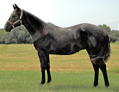 black aqha for sale