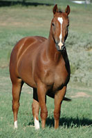 2010 AQHA Performance Foals