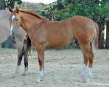 performance horses for sale