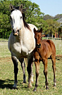 BRAZILE QUARTER HORSES