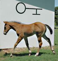 BRAZILE QUARTER HORSES