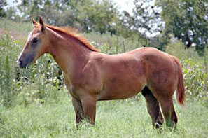 BRAZILE QUARTER HORSES