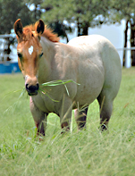 BRAZILE QUARTER HORSES