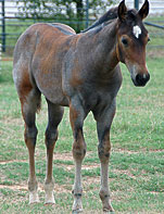 BRAZILE QUARTER HORSES