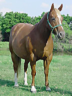 BRAZILE QUARTER HORSES