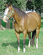 BRAZILE QUARTER HORSES