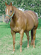 calf roping horses