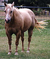 BRAZILE QUARTER HORSES