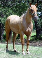 roping horses