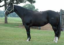 BRAZILE QUARTER HORSES