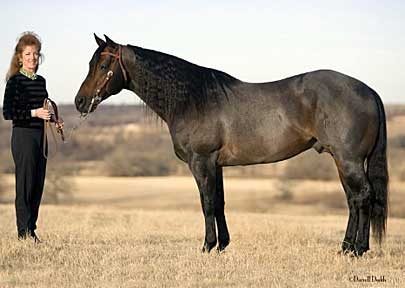 BRAZILE QUARTER HORSES