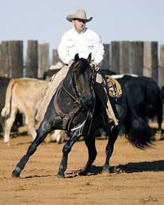 BRAZILE QUARTER HORSES