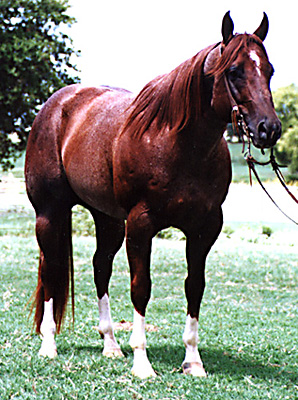 BRAZILE QUARTER HORSES