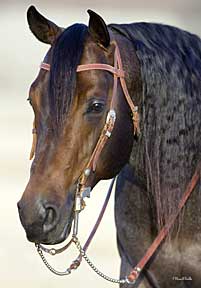 BRAZILE QUARTER HORSES