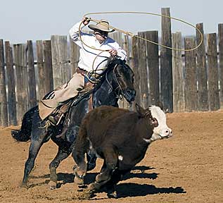 BRAZILE QUARTER HORSES