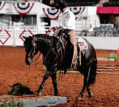 BRAZILE QUARTER HORSES