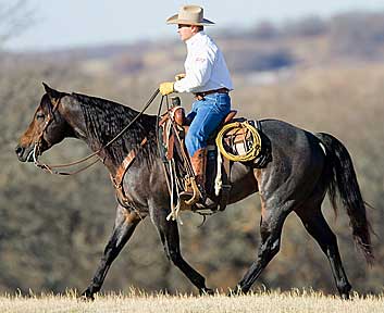 BRAZILE QUARTER HORSES